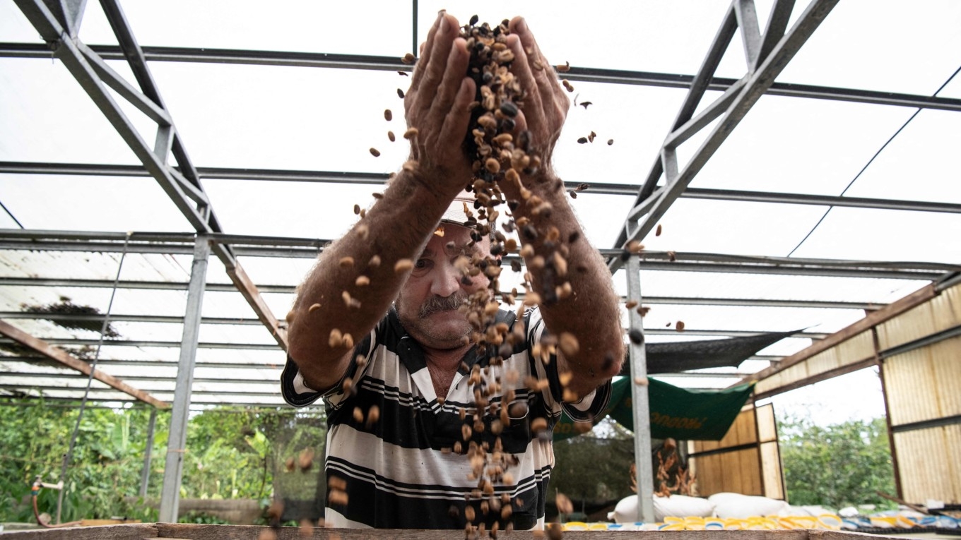 Klimatförändringarna riskerar att förstöra världens kaffeproduktion om inget görs, menar vissa medier. En etiopisk forskare vid SLU i Alnarp tonar ner riskerna. Foto: Ezequiel BECERRA/AFP