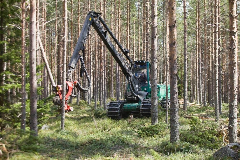 Det kan bli svårt för skogsbrukare att få ersättning om de inte kan avverka skog på grund av fridlysta EU-arter. Arkivbild. Foto: Johan Gunséus/TT