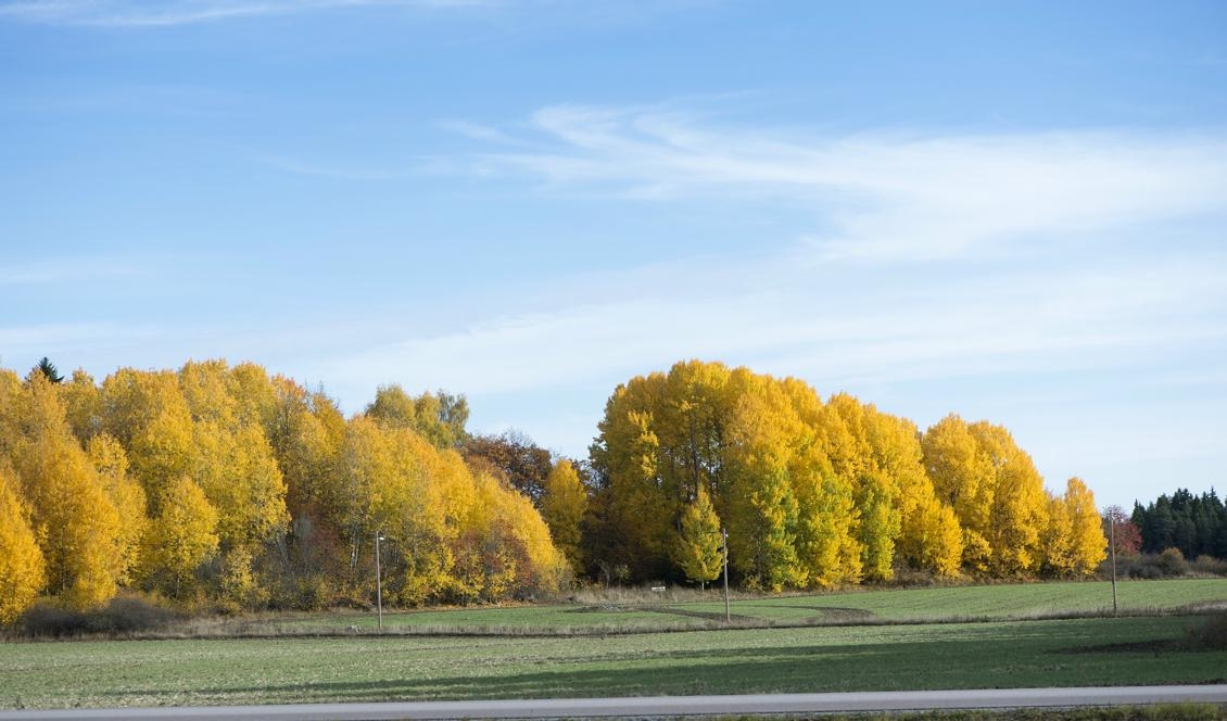 Behaglig höstvärme väntas i hela landet under nästa vecka. Foto: Fredrik Sandberg/TT-arkivbild