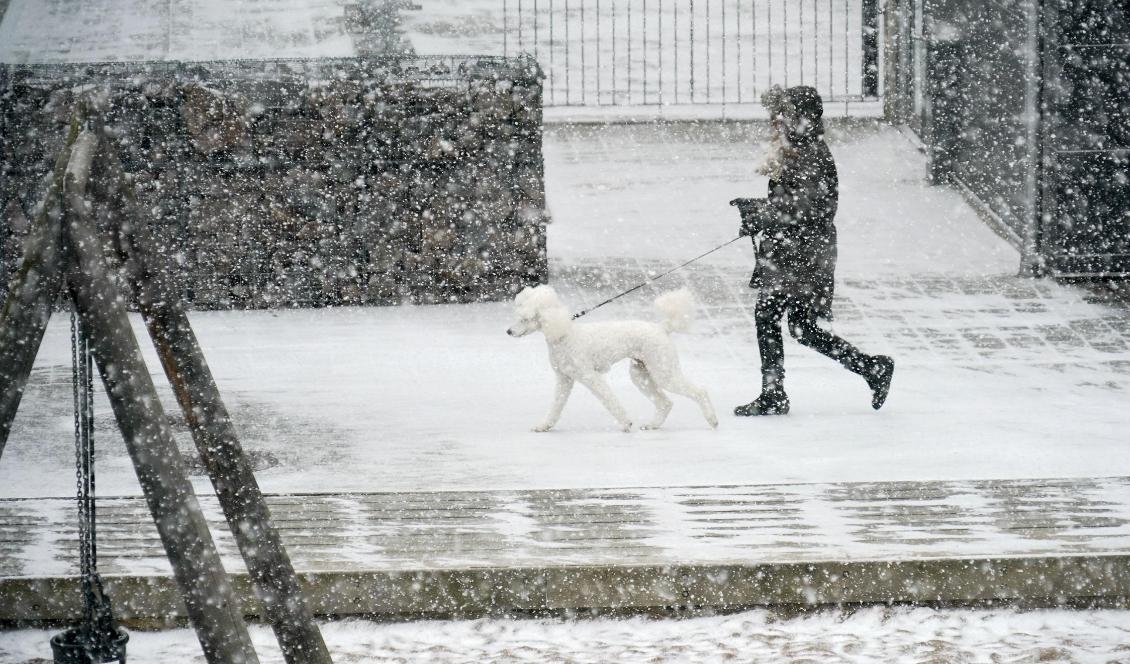 Det väntas snöa i hela landet under inledningen av nyårshelgen. Bilden togs i Malmö tidigare i år. Foto: Johan Nilsson/TT