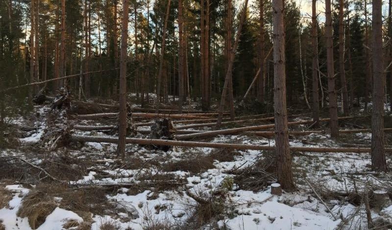 Stormen Alfrida har skapat större förödelse än förutsett. Foto: Claudio Bresciani/TT