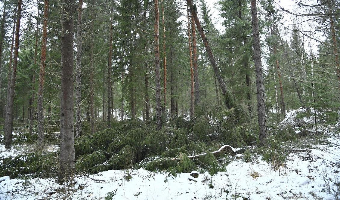 Stormfällningar strax utanför Rimbo i Norrtälje kommun efter att stormen Alfrida dragit fram. Foto: Claudio Bresciani/TT