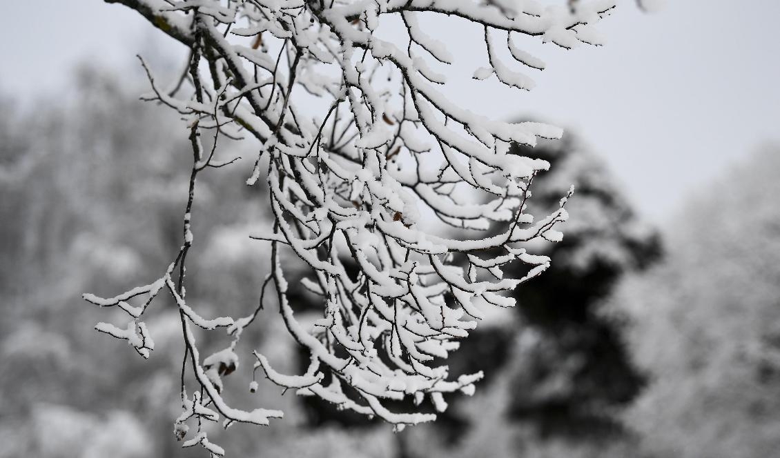 Uppemot 25 centimeter snö kan falla i stora delar av Svealand och södra Norrland. Foto: Pontus Lundahl/TT-arkivbild