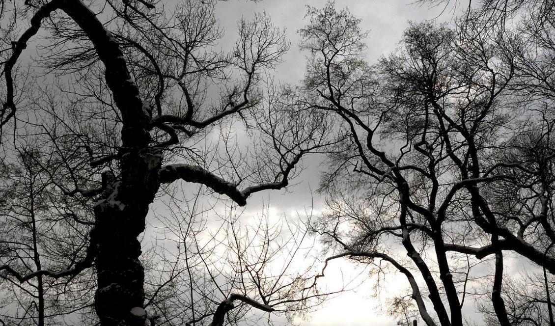 November månad har varit särskilt mörk i hela landet. Foto: Hasse Holmberg/TT-arkivbild