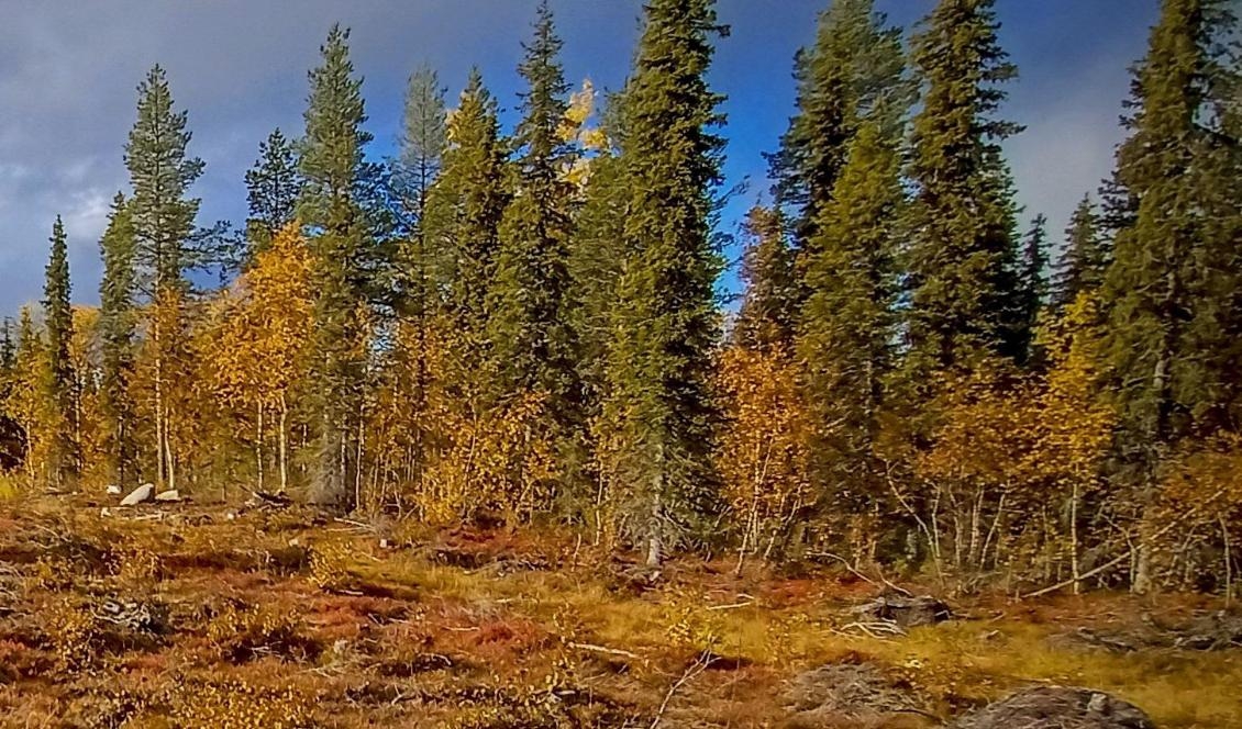 Granbarkborrens skadeverkningar på skogarna är fortsatt ett stort problem. Foto: Bilbo Lantto