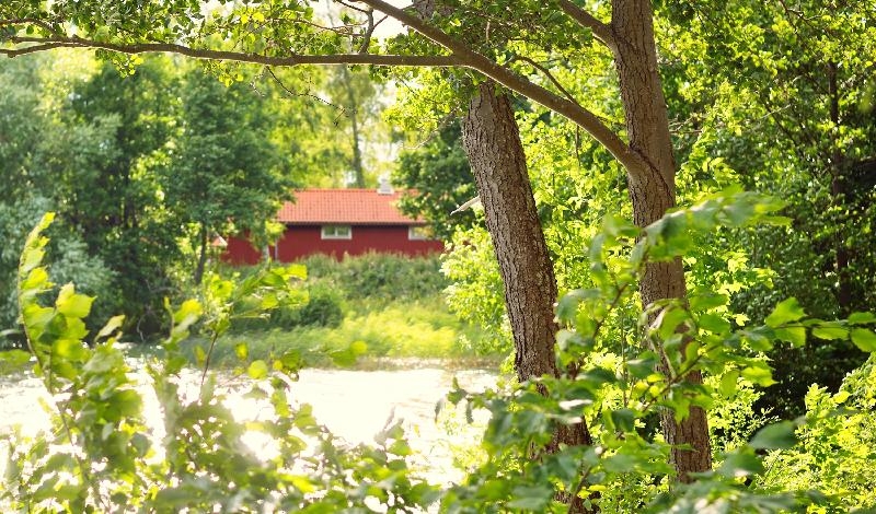 


Om du inte gjort det, gå ut i skog och mark och uppmärksamma särskilt alla gröna toner runt dig, vilka även förändras vartefter du går. Foto: Shutterstock                                                                                                                                    