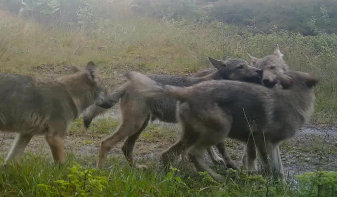 
Vargvalparna från Brängenreviret. Bilden togs med Länsstyrelsens inventeringskamera i slutet av juli 2021. Foto: Länsstyrelsen                                            