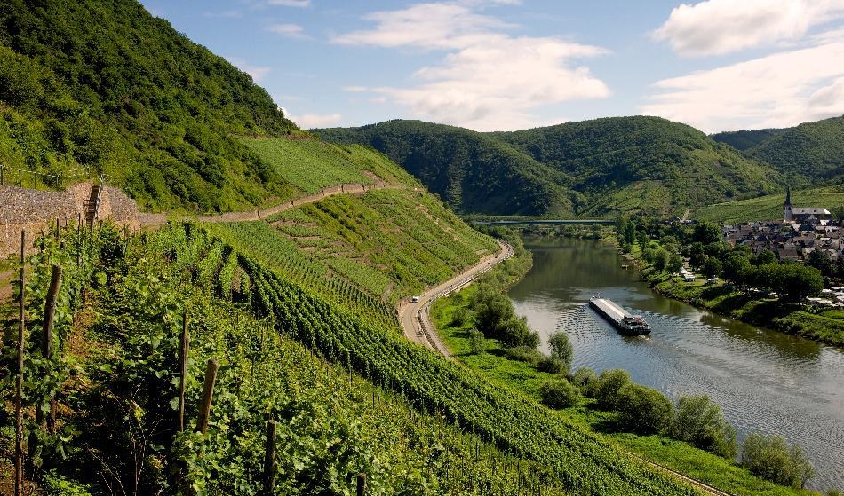 





Den branta lutningen på vingårdarna längs floden Mosel ger druvorna maximal solexponering och hjälper druvorna uppnå full mognad. Foto: Rudy Mareel/Shutterstock                                                                                                                                                                                                                                                                        