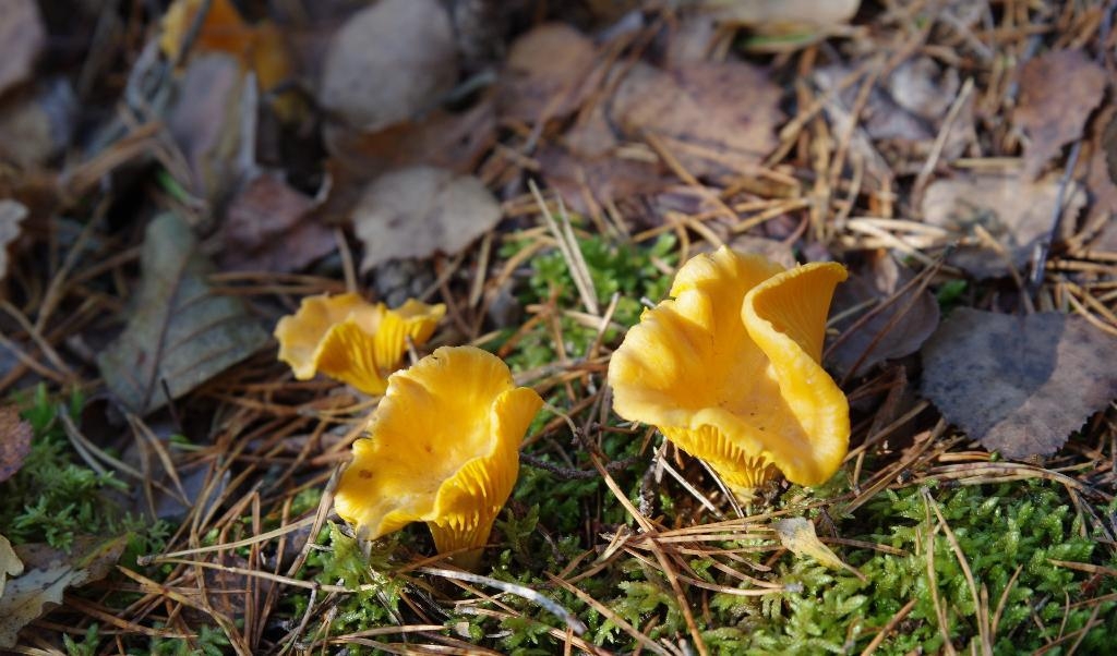 
Kantareller, för många skogens guld, lockar nu med sina gula hattar. För andra, en påminnelse om upplevd brist på tid för dessa enkla nöjen. Foto: Emil Almberg                                            