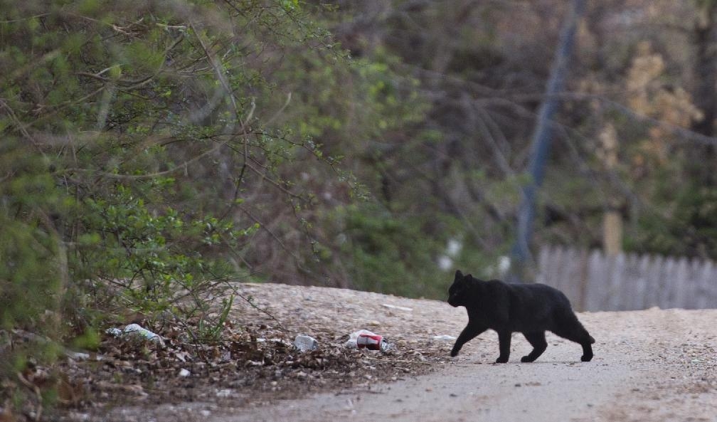 En vildkatt i USA. Katter kom till Nya Zeeland med européerna, och de förvildade katterna har blivit ett stort hot mot den inhemska faunan. Foto: Mandel Ngan/AFP via Getty Images