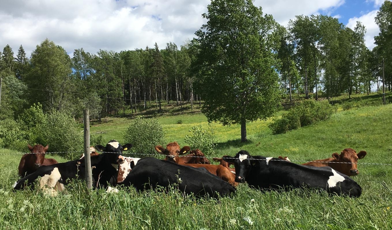 Centerpartiet var en gång i tiden det klart största partiet på den svenska landsbygden. I dag är Sverigedemokraterna störst i många gamla centerpartibygder. Foto: Robin Olsson