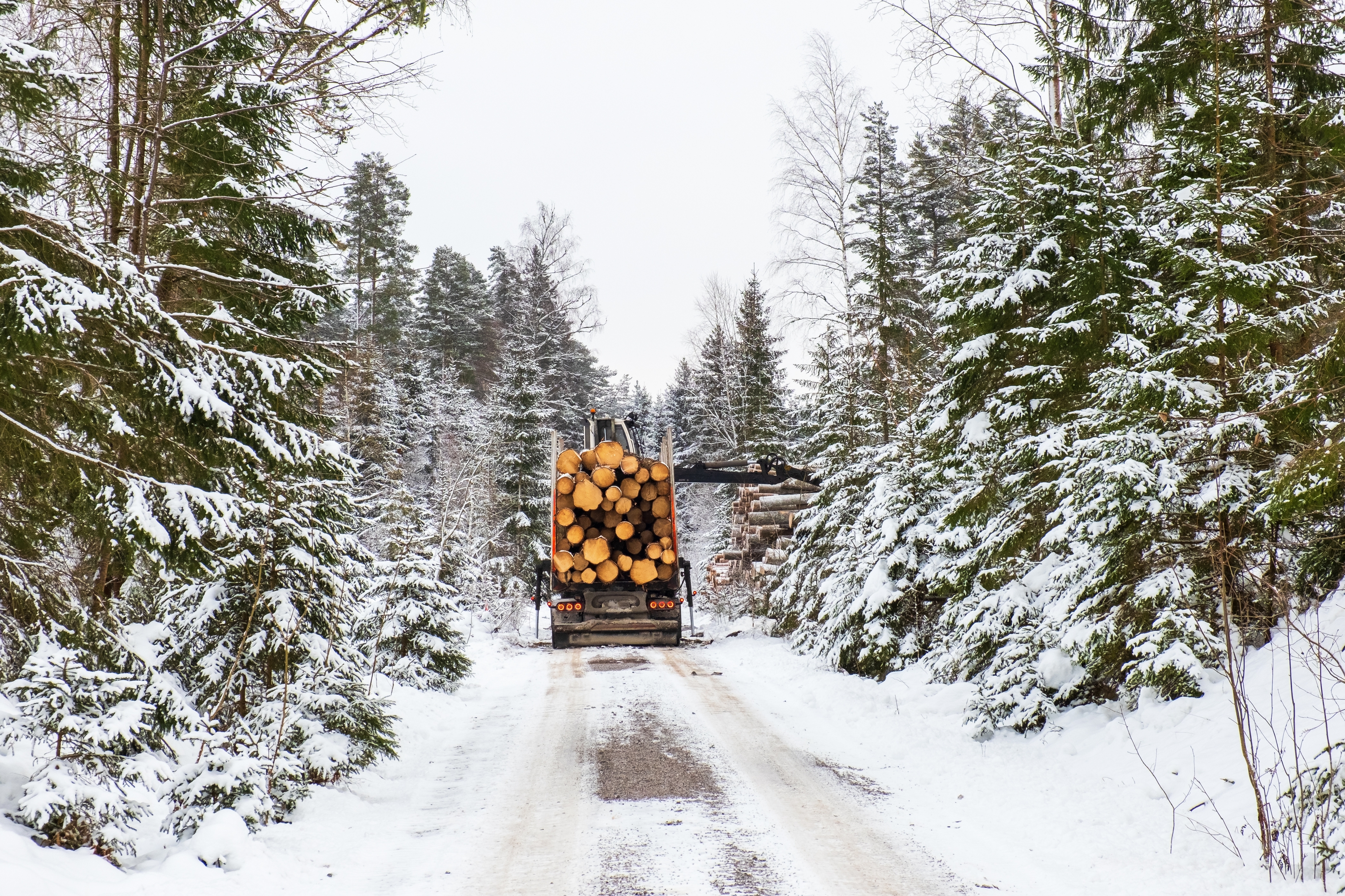 För många lantbruk är skogen en viktig inkomstkälla. Myndighetsbeslut om inskränkningar i brukandet får därför stora konsekvenser. Foto: Lasse Johansson/Shutterstock