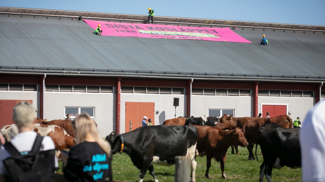 Vid ett kosläpp utanför Uppsala var flera organisationer där för att informera om att svenska mjölkkor riskerar att bli av med sin lagstadgade rätt till bete. Foto: Greenpeace