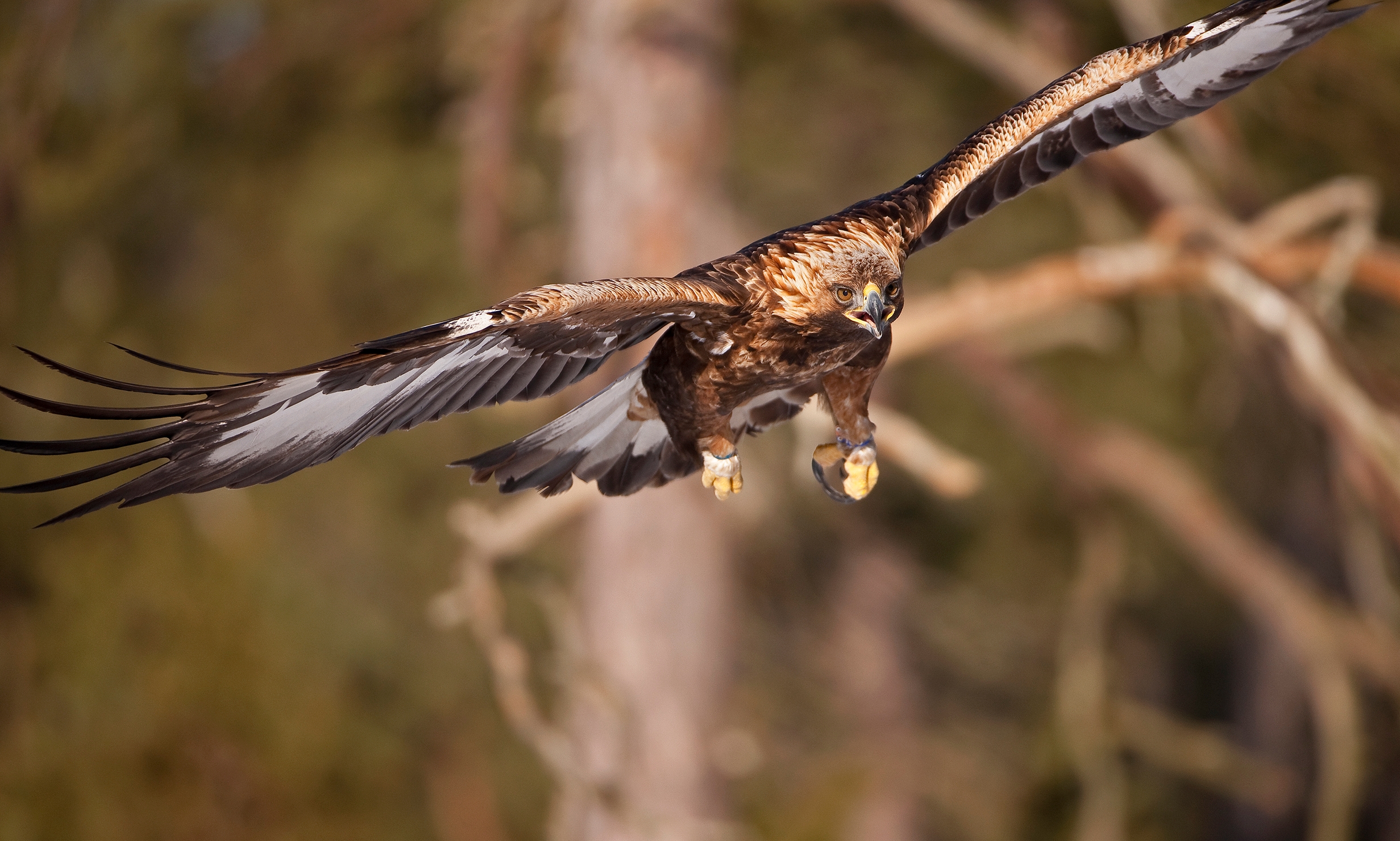 Naturvårdsverkets beslut att låta SLU fånga och sändarmärka ett stort antal kungs- och havsörnar har överklagats till domstol.
Foto: Jan-Eric Hägerroth