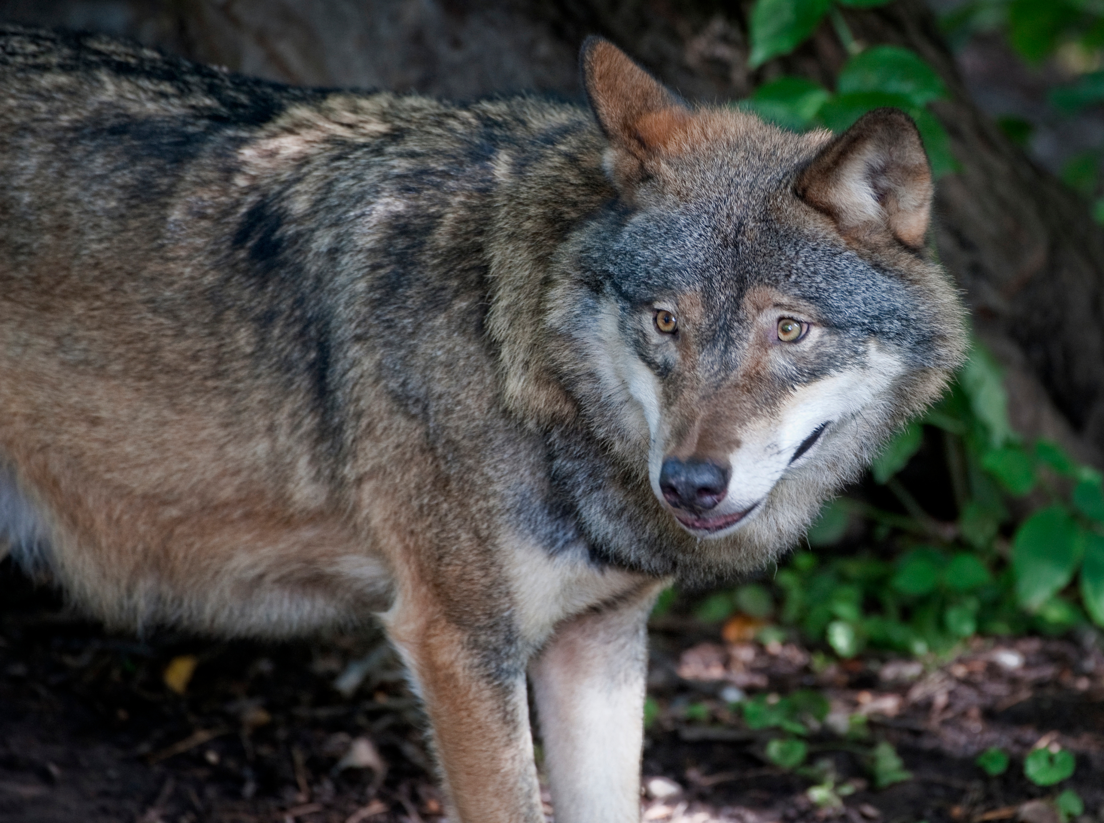 Länsstyrelsen har beslutat om skyddsjakt på varg. Vargen på bilden har inget med jakten att göra. Arkivbild. Foto: Jessica Gow/TT