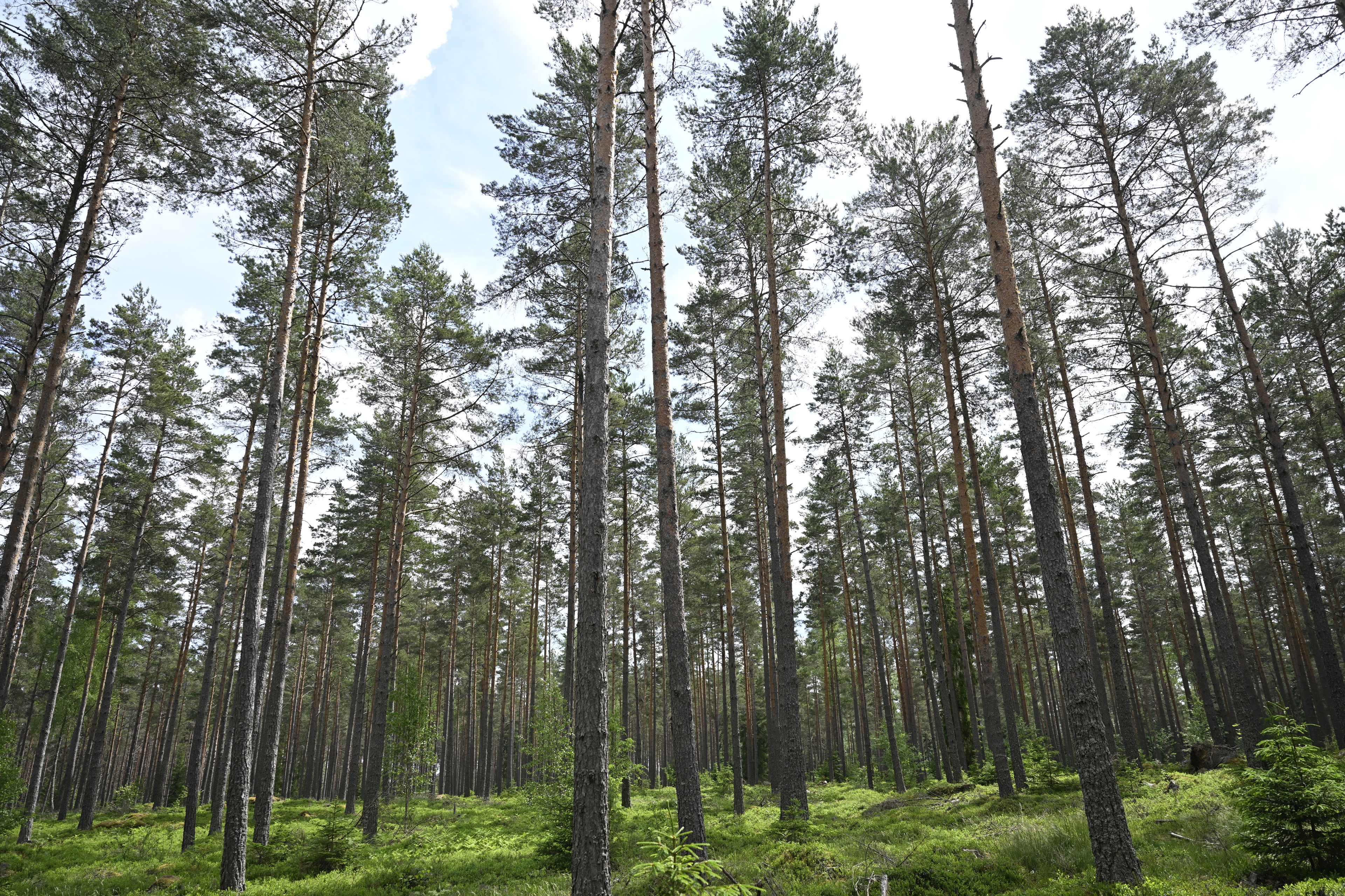 SMHI varnar för brandrisk till följd av varmt och torrt väder. Arkivbild. Foto: Fredrik Sandberg/TT