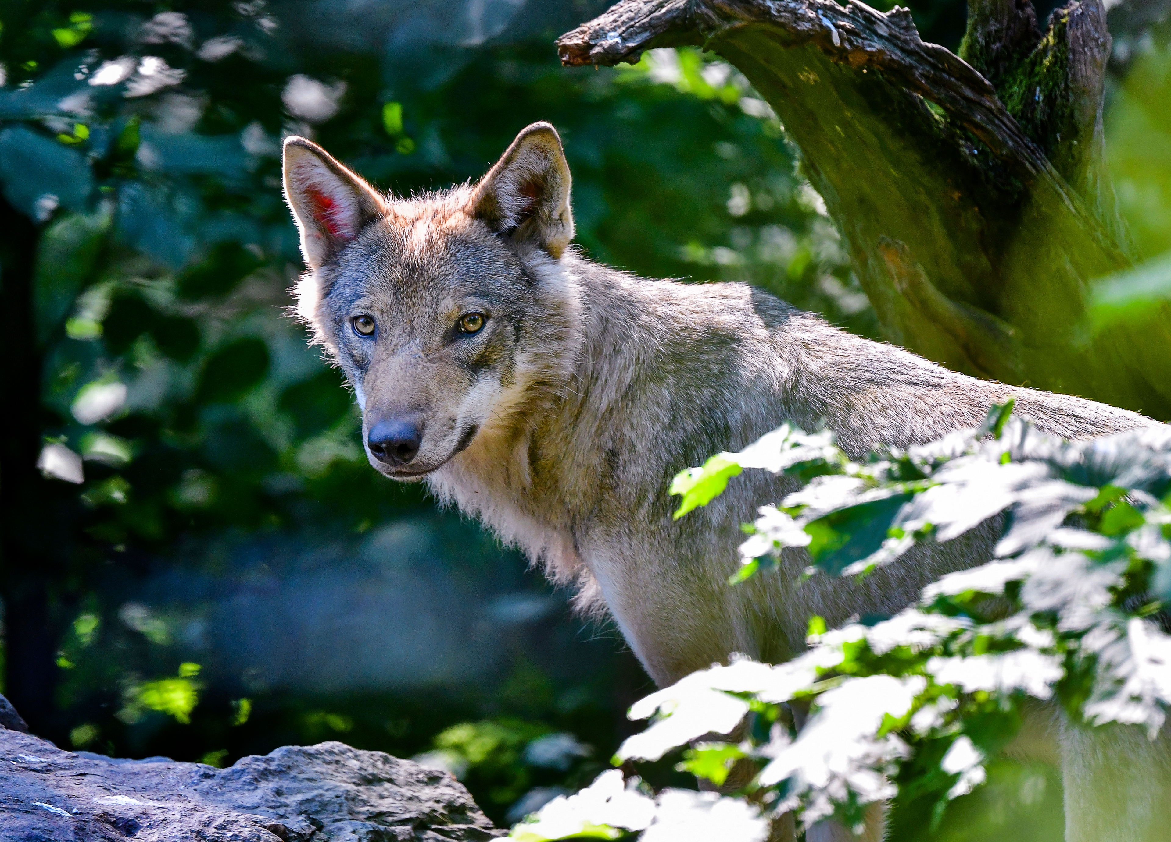 En varg dödade natten till måndagen en minishetlandsponny nära Lerdala. Arkivbild. Foto: Jonas Ekströmer/TT