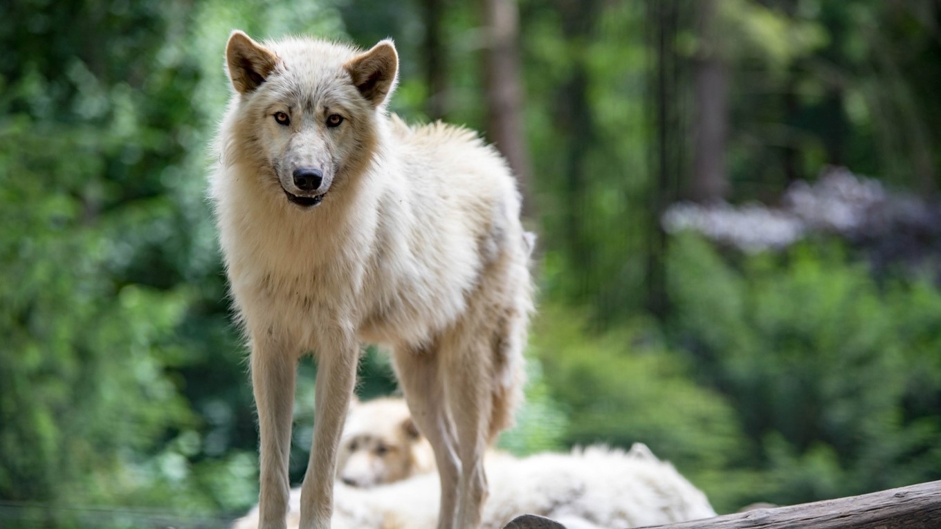 Skyddsjakt på varg inom ett visst område i Västra Götaland får nu bedrivas efter två angrepp på tamboskap. Foto: Jo Stolp