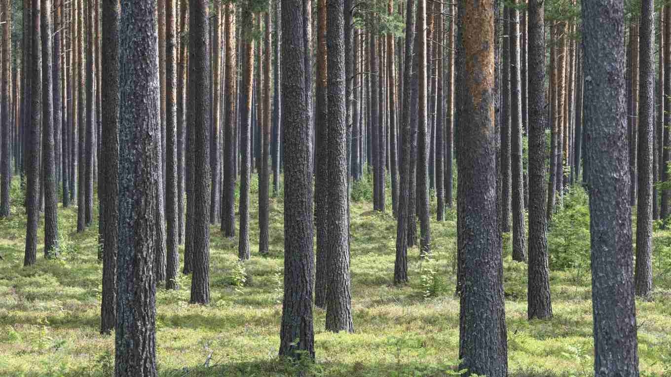 Skogsbolag gick mot strömmen på börsen sedan en stor skogsaffär aviserats. Arkivbild. Foto: Fredrik Sandberg/TT