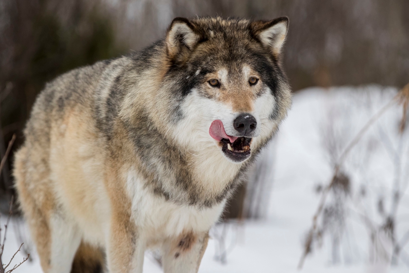 En varg har skjutits ihjäl i Surahammars kommun. Arkivbild. Foto: Heiko Junge/NTB/ TT