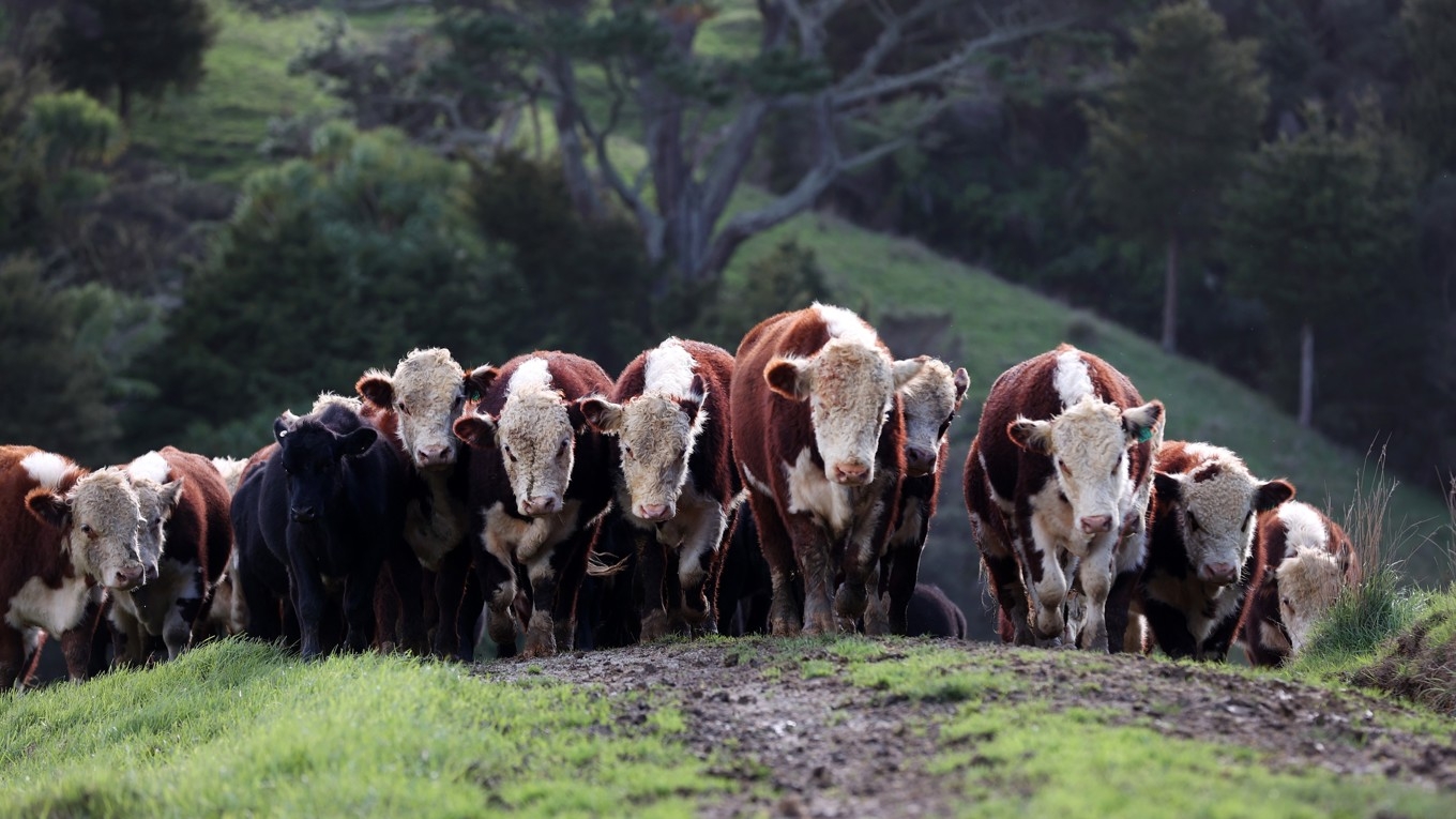 En ko släpper ut cirka 100 kilo metan per år, och Nya Zeeland har över tio miljoner kor. Boskap står för cirka 14,5 procent av de globala växthusgasutsläppen.
Foto: Fiona Goodall/Getty Images