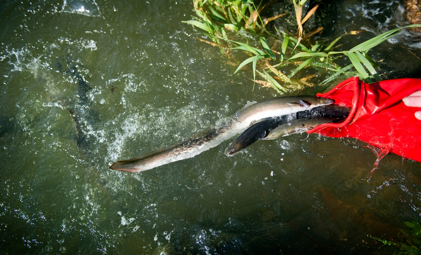 En vuxen ål släpps ut i Göta älv vid Lilla Edet. Bild från 2011. Foto: Björn Larsson Rosvall/TT