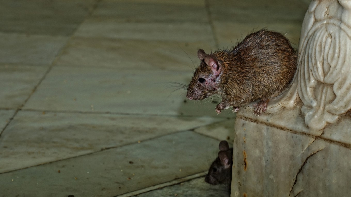 Antalet råttor som Anticimex fångar har ökat kraftigt de senaste åren. Foto: Volker Glätsch