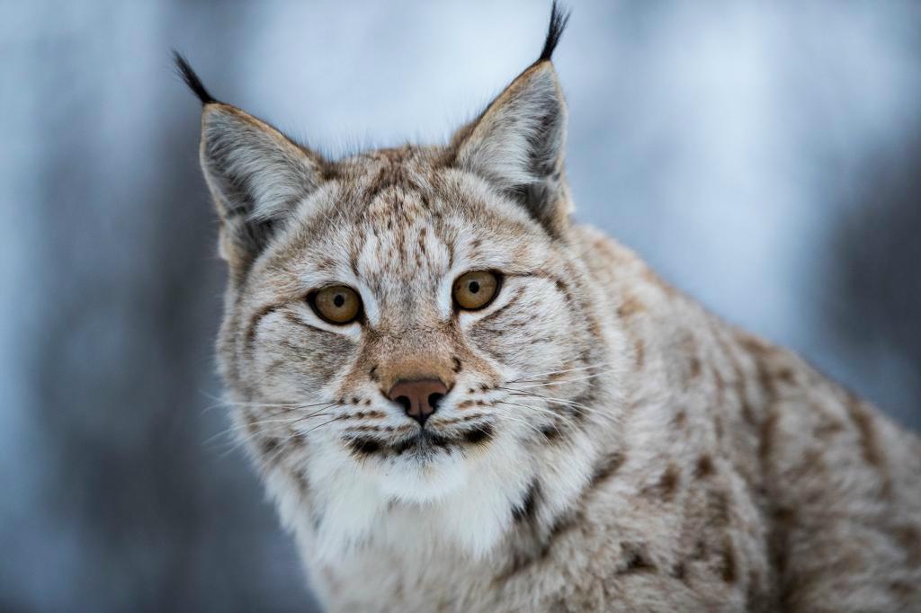 

Länsstyrelsen godkänner skyddsjakt på ett lodjur i Jämtlands län. Foto: Junge, Heiko-arkivbild                                                                                        