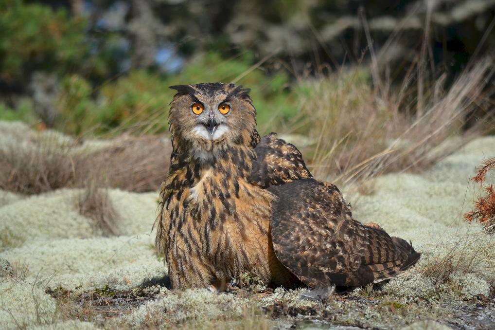 Berguven känns igen på sina örontofsar och orangea ögon. Vingbredden kan vara upp till 170 cm. Arkivbild. Foto: Linda Törngren/Stiftelsen Skansen