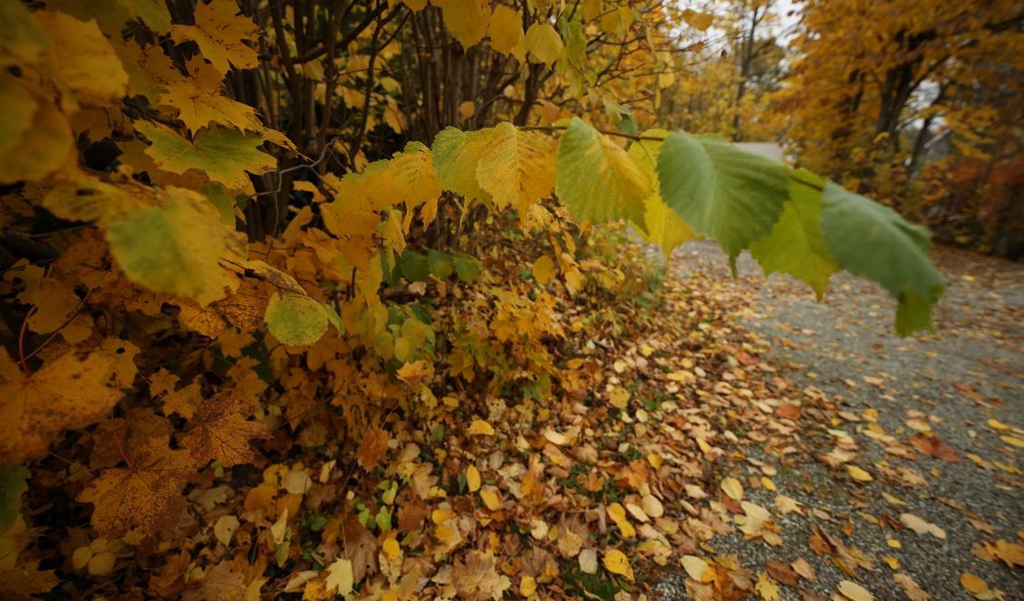 Nu tar höstrusket greppet om landet, enligt SMHI. Foto: NTB Scanpix/TT-arkivbild