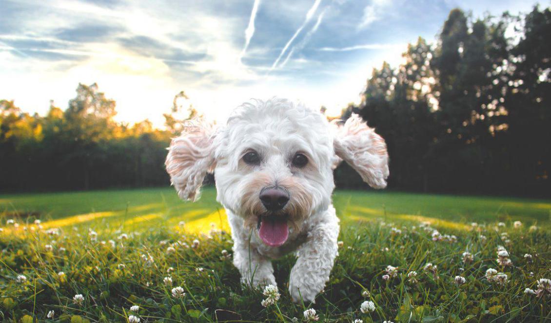 Hunden på bilden har ingen koppling till artikeln. Foto: Joe Caione