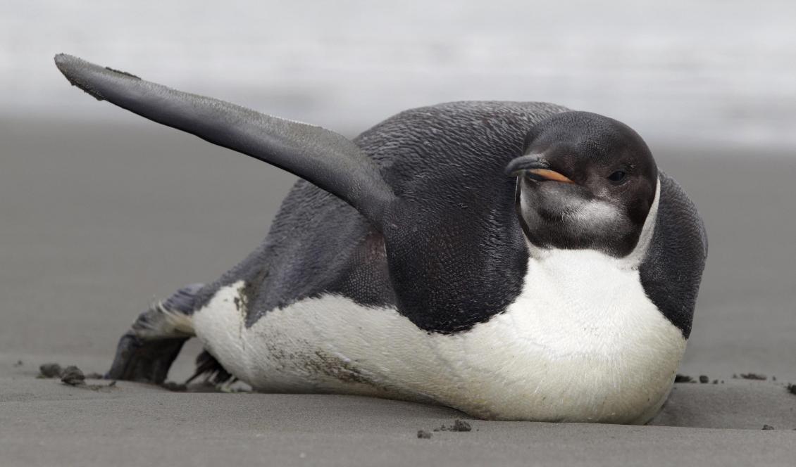 En kejsarpingvin visar upp sin vinge på en strand i Nya Zeeland. Foto: Mark Mitchell/AP/TT-arkivbild