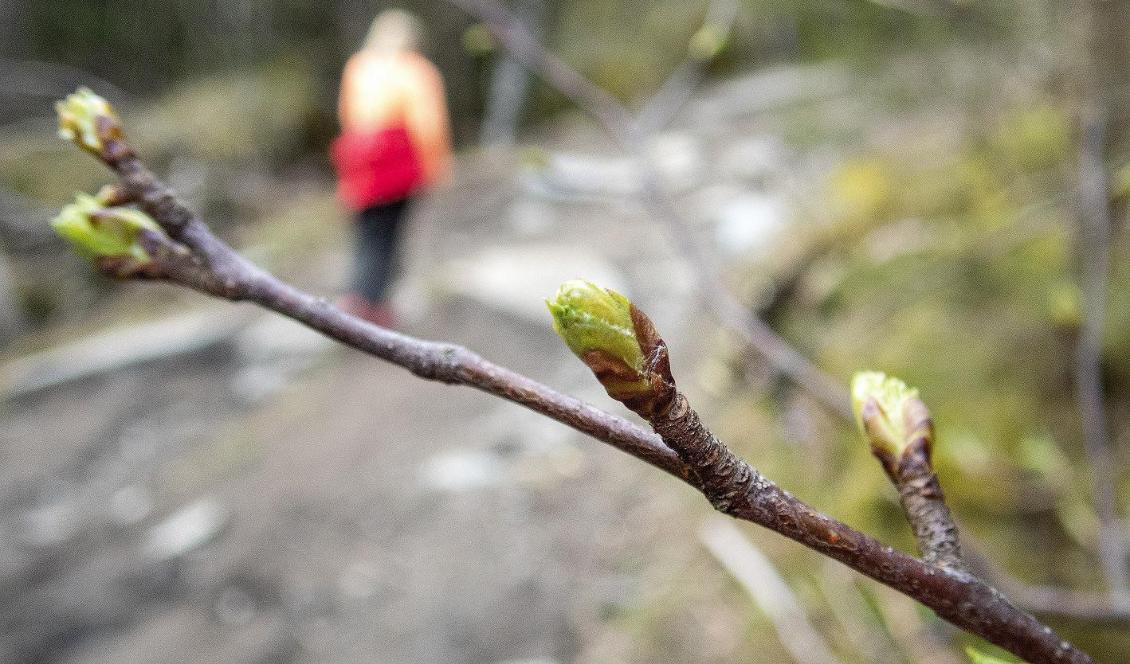 Den meteorologiska våren anlände tidigt i år. Foto: Gorm Kallestad/NTB scanpix/TT-arkivbild