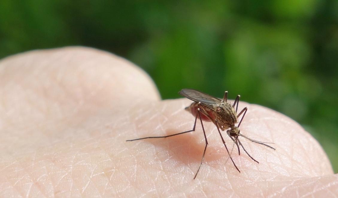 Även om klådan efter myggbettet går över efter ett tag, så kan det vara påfrestande när myggen är många och man vill uppleva naturen i lugn och ro. Foto: Eva Sagerfors