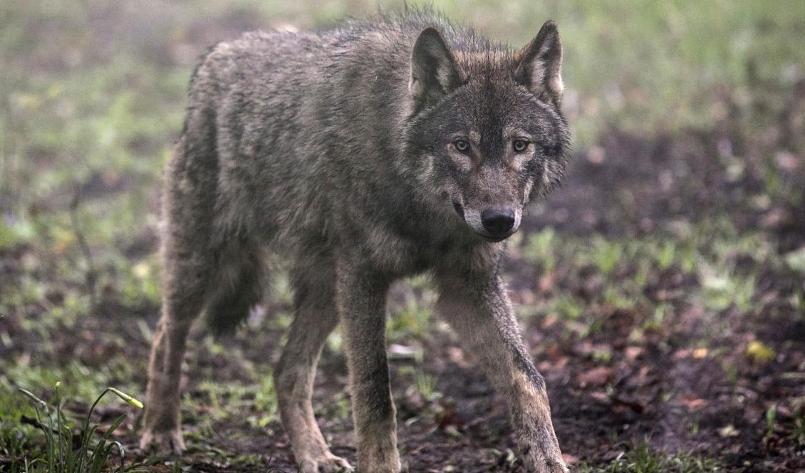 

LRF och Jägareförbundet är överens om att vargstammen måste minskas. Blir den för stor kan Sverige förlora bestämmanderätten över den svenska vargstammen. Foto: Matt Cardy/Getty Images Arkivbild                                                                                        