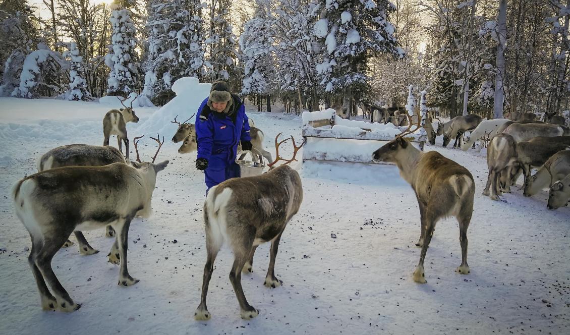 



Enligt SLU-forskarna ledde en ökad renskötsel under 1600-talet till intensiva diskussioner mellan samiska hushåll om rätten till olika betesområden. Foto: Rickhard Lantto                                                                                                                                                                                