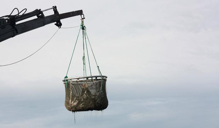 

Forskare från Sveriges lantbruksuniversitet anser att det behövs mer kunskap om hur odlad fisk mår särskilt vid håvning, transport och slakt.
                                                                                        