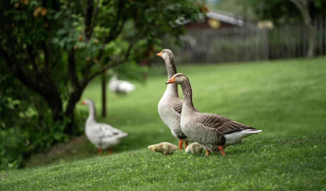 
Under sommaren har det kommit in rapporter om sjuka och döda vilda fåglar i Sverige. Det handlar bland annat om gäss och sillgrissla. Foto: Joshua Choate                                            