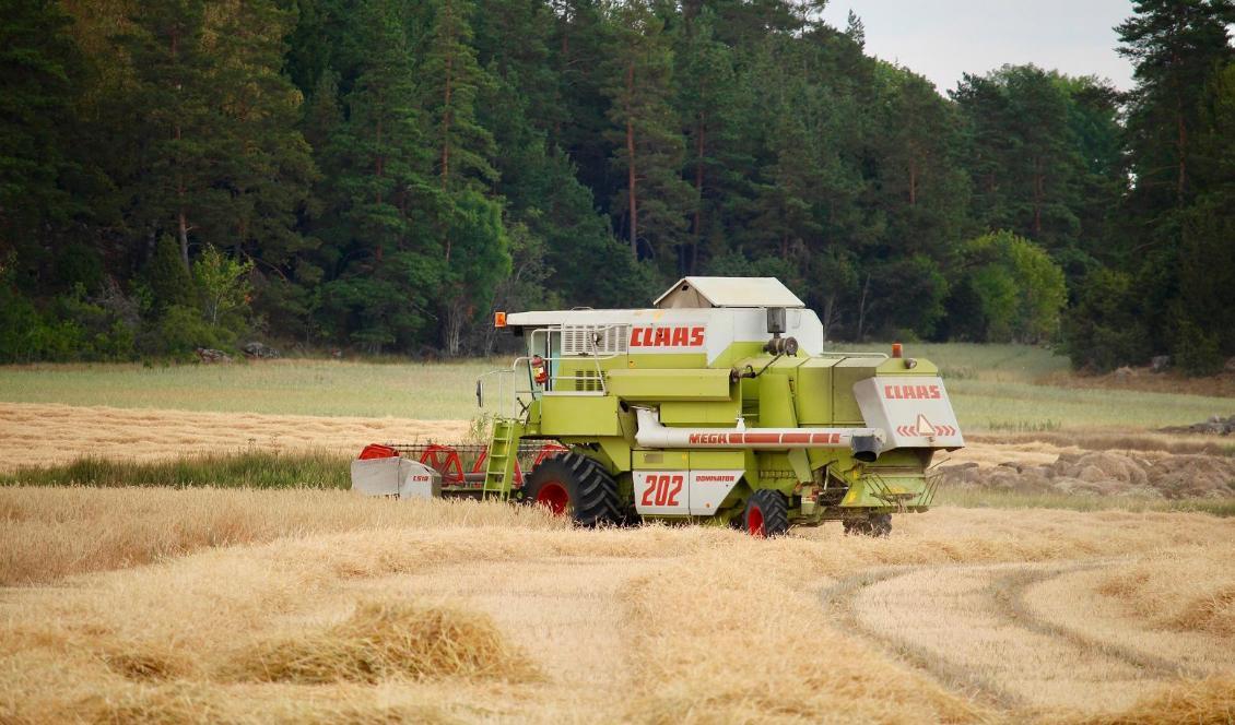 
Årets skörd av spannmål väntas bli 5,5 miljoner ton, enligt Jordbruksverket. Foto: Susanne W. Lamm                                            