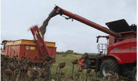 En skördemaskin lastar på solrosfrön på en traktor i Rosieni i Rumänien. Solrosolja har sjunkit i pris. Foto: Andreea Campeanu/Getty Images