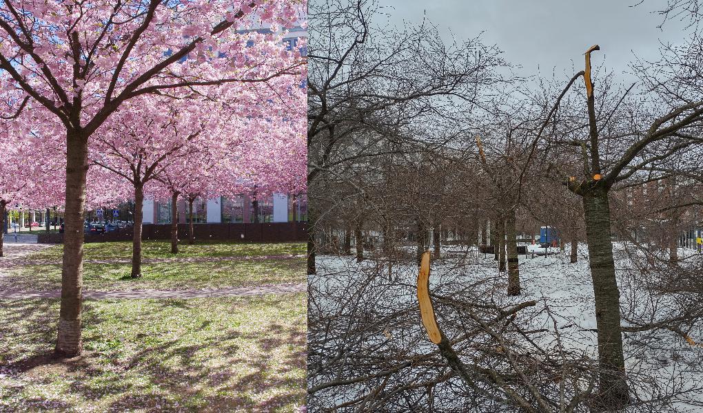 Bilden är ett montage av hur träden i Hammarby sjöstad brukar se ut på våren, och nu skadad av den tunga blöta snön. Foto: Emil Almberg