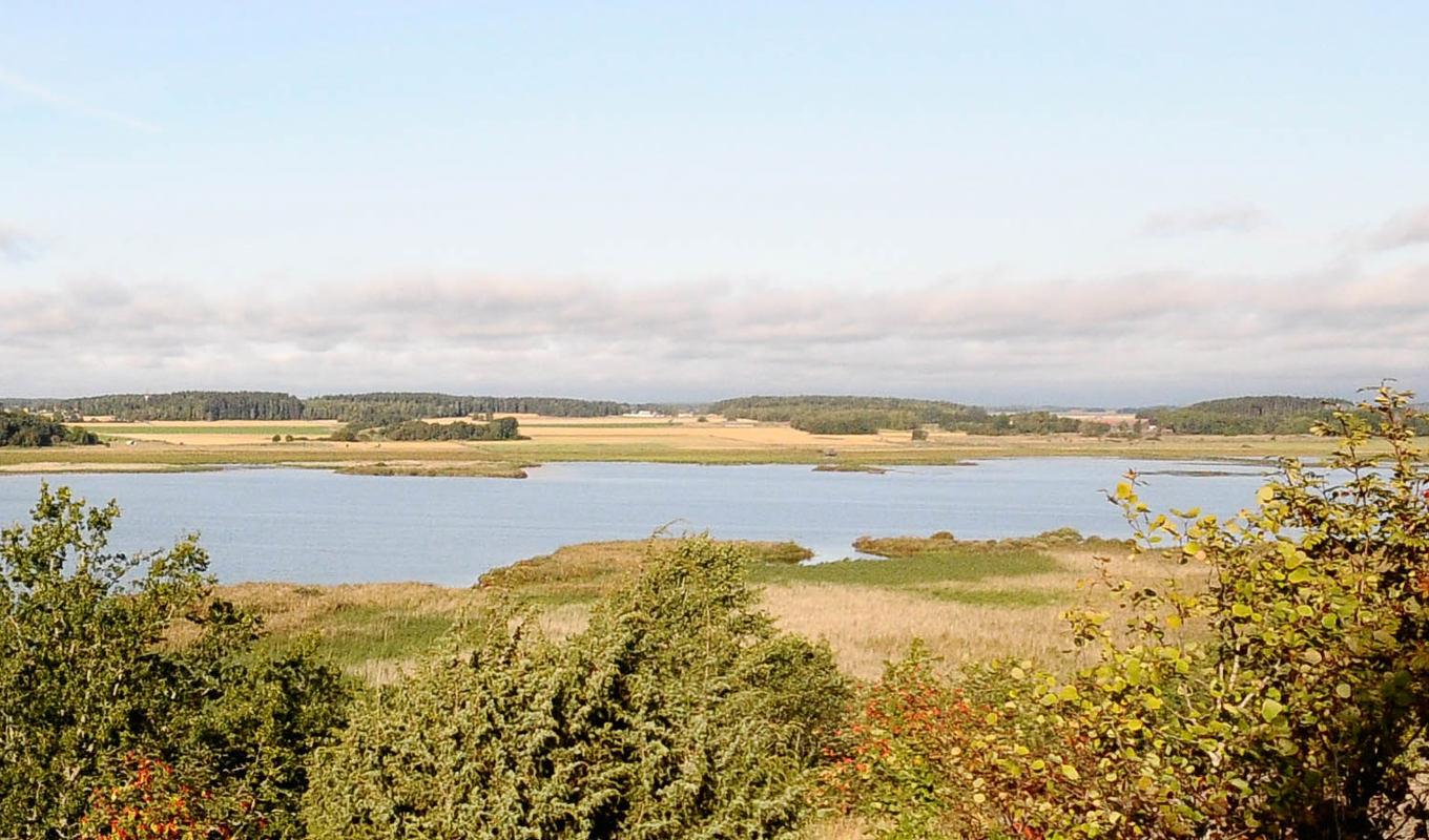 Hjälstaviken är en populär plats för fågelskådning, som framträder i Nils Holgerssons underbara resa genom Sverige, av Selma Lagerlöf. För en taxichaufför i Enköping blev resan till Hjälstaviken i mars, dessvärre hans sista. Foto: Hanserfaust / public domain