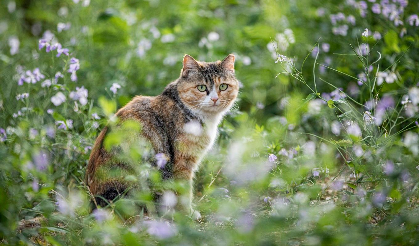 Sedan januari och fram till slutet av maj har 336 000 katter registrerats hos Jordbruksverkets kattregister. Foto: Leng Kangrui