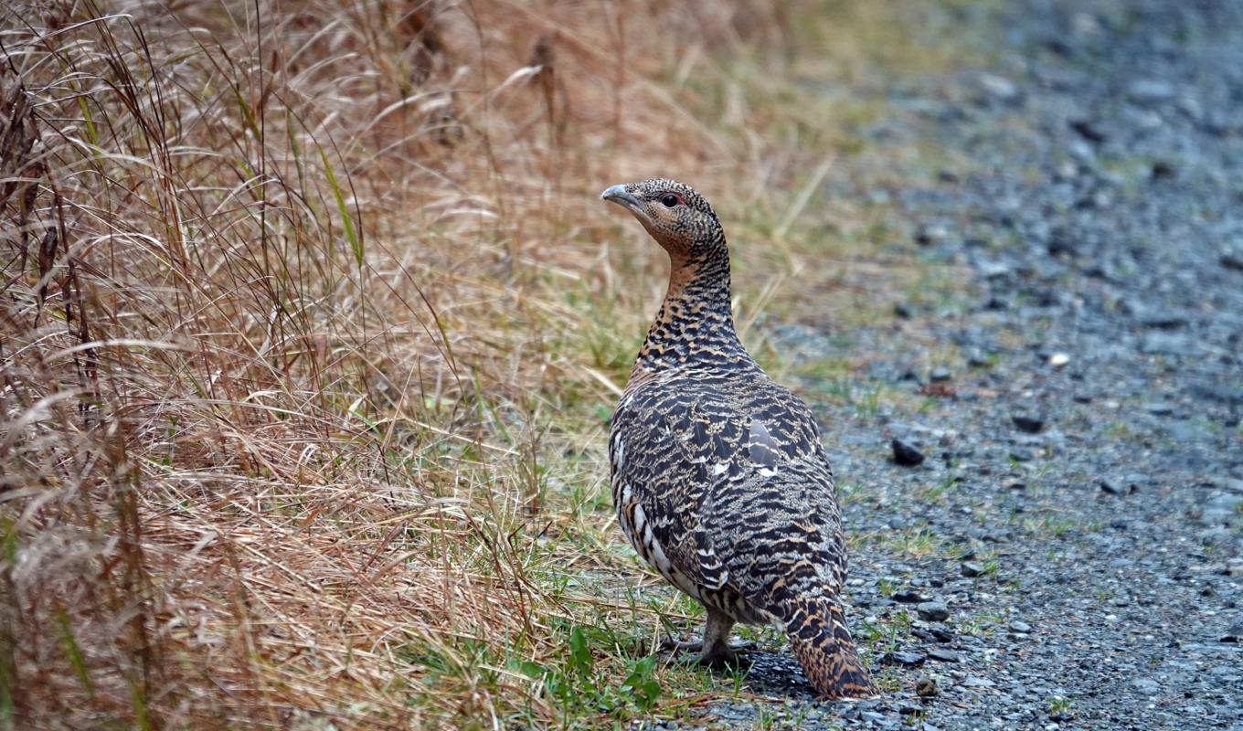 Tjädrarna är mer lättfångade i maj när de söker sig till skogsvägarna för att äta grus och leta efter gräs. Foto: Shutterstock