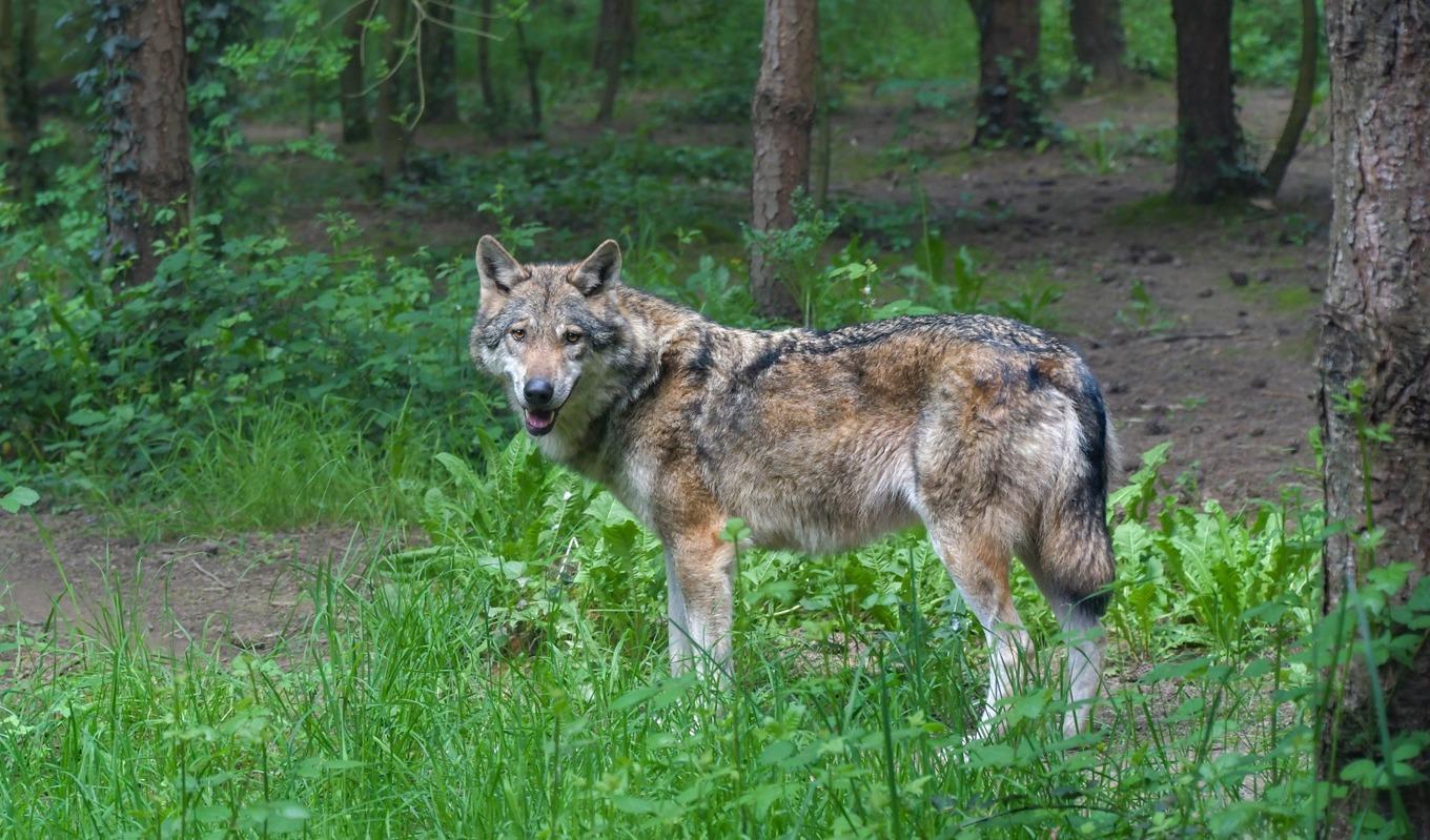 Två vargangrepp har skett i Hässleholms kommun i Skåne. Foto: Christel Sagniez