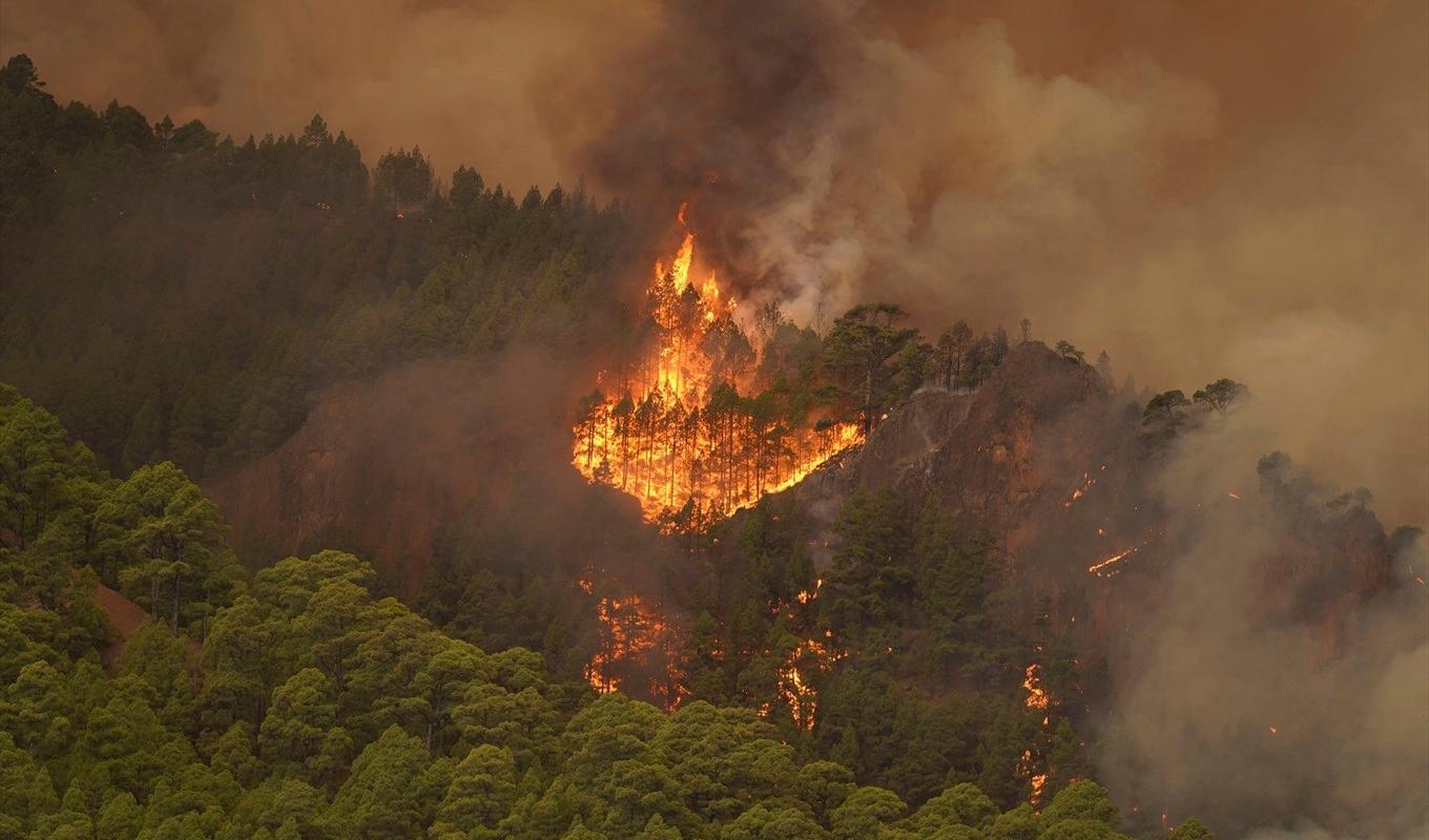 Skogsbranden på Teneriffa är ännu inte under kontroll. Foto: AP/TT