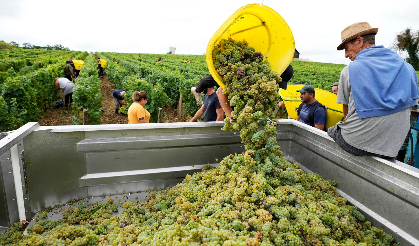 Franska vinodlare tvingas förstöra vin på grund av överproduktion. Arkivbild. Foto: Francois Mori/AP/TT