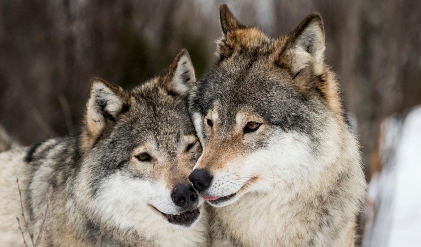 Vargar i Langedrags naturpark i Norge. Arkivfoto. Foto: Heiko Junge/NTB scanpix/TT