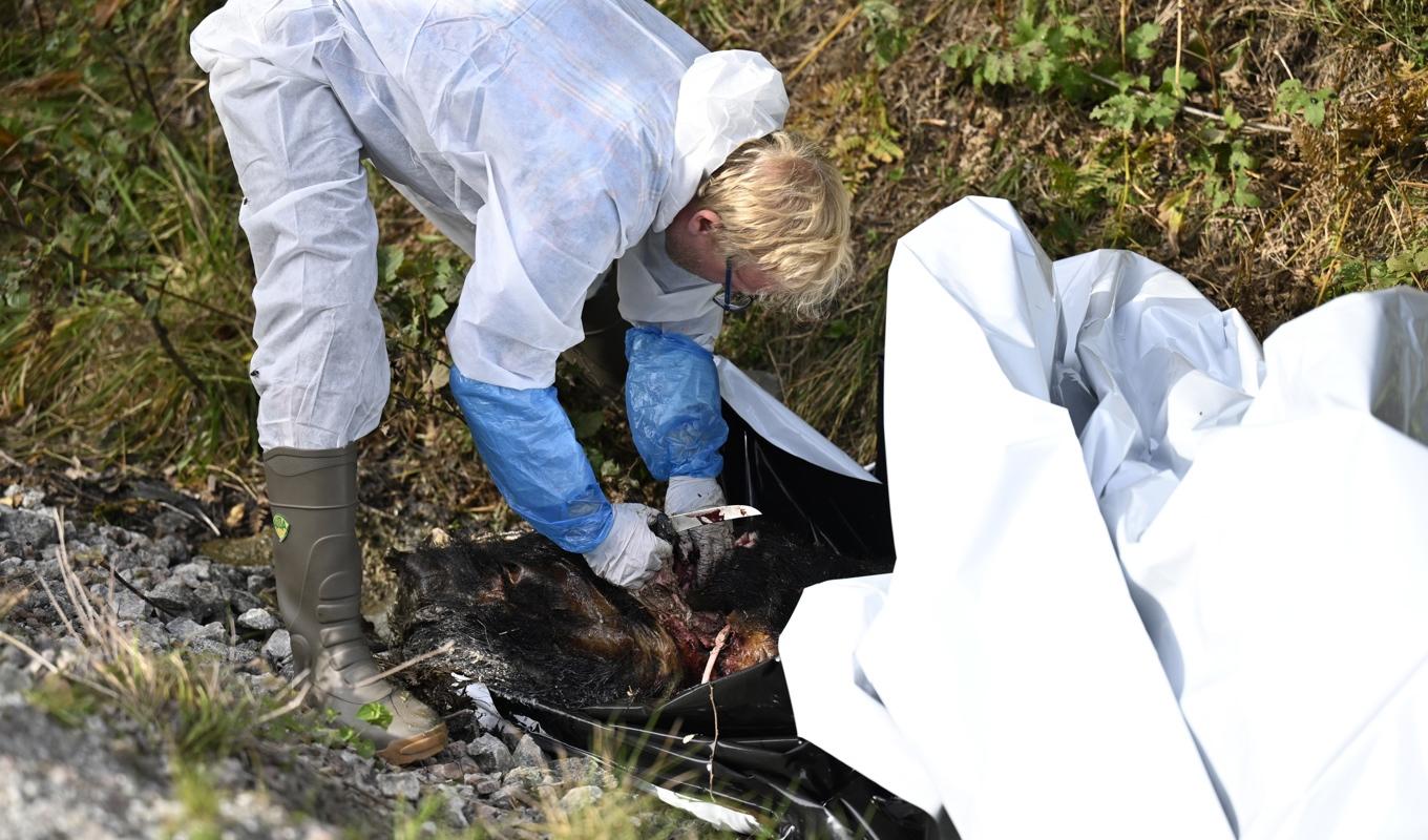 De fösta provet med misstänkt svinpest skickade med vanlig postgång. Här syns ett vildsvinskadaver på en väg i ett skogsområde i Västmanland utanför Fagersta den 8 september. Foto: Pontus Lundahl/TT