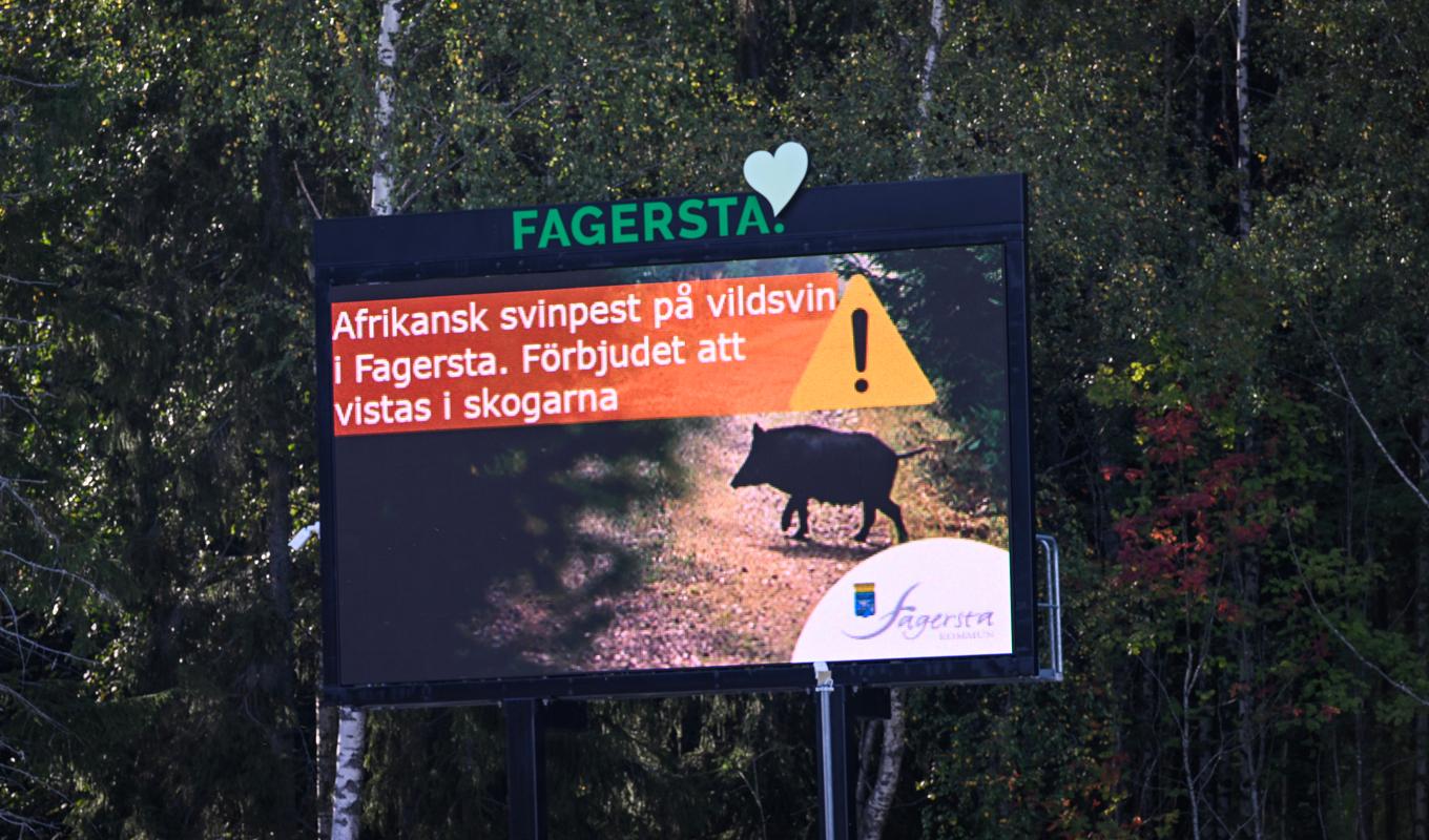 Skylt uppsatt av Fagersta kommun med texten "Afrikansk svinpest på vildsvin i Fagersta. Förbjudet att vistas i skogarna". Foto: Pontus Lundahl/TT